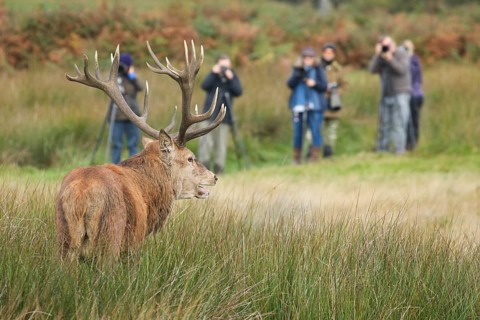 Red Deer or Hart