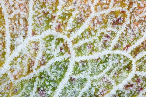Detail of alpine amphora with hoarfrost