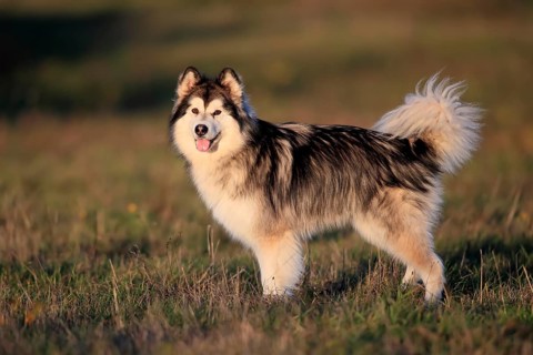 Alaskan Malamute