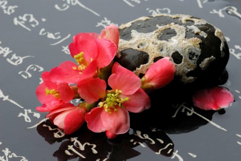 Chaenomeles japonica