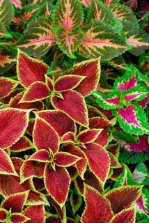 Coleus nettle