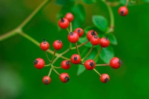 Rose hips of the multiflora rose