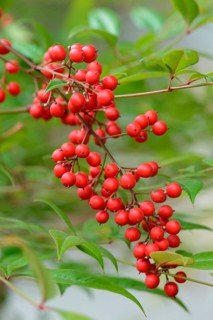 Heavenly Bamboo