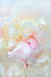 Chinese peony
