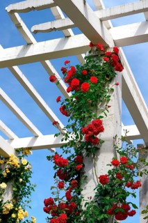 Climbing roses