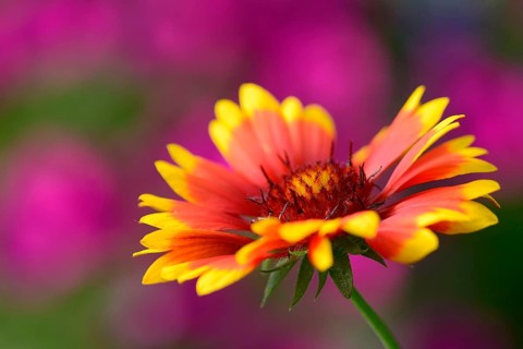 Cockade flower