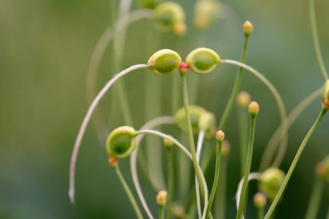 Clematis recta