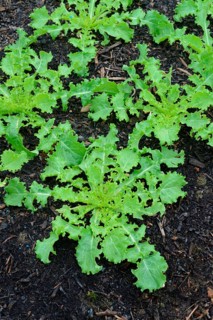 Endive