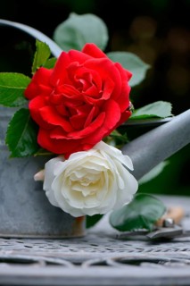 Rose blossom with watering can and garden shears