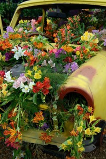 Flower decorated old car