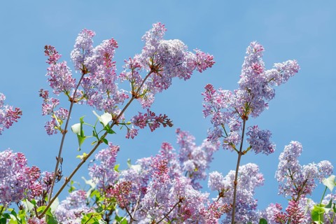 Common Common Lilac