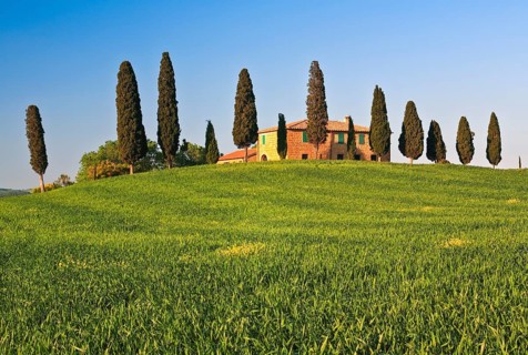 Hilly landscape with rape