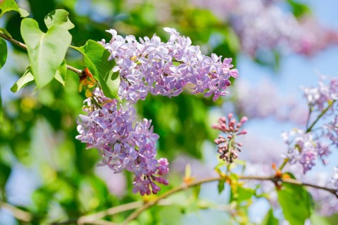 Common Common Lilac