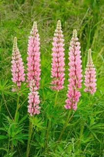 Multileaved lupin
