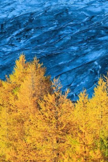 Aletsch glacier and larches