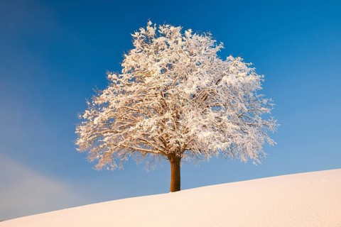 Lime tree in winter