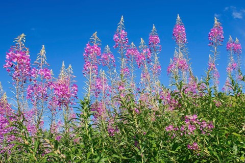 Narrow-leaved willowherb
