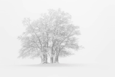 Beech