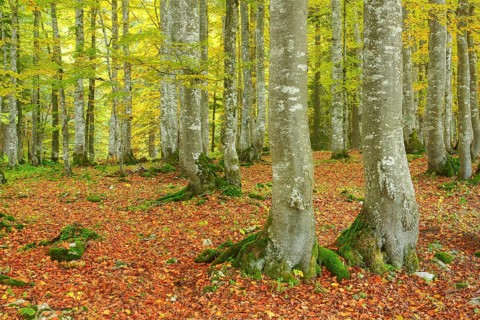 Beech forest in autumn