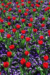 Tulips and violets