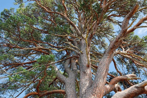 Scots pine
