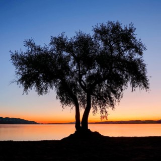 Pasture at Lake Murten
