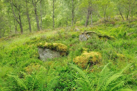 Birch forest
