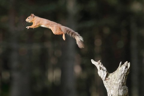 Red Squirrel