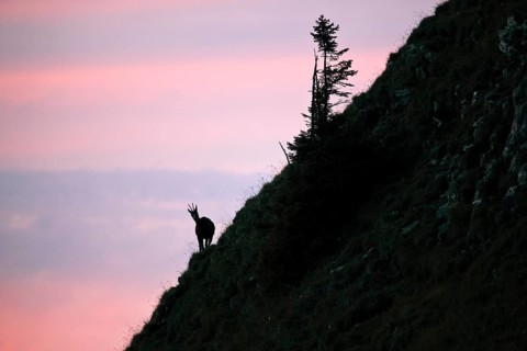 Chamois
