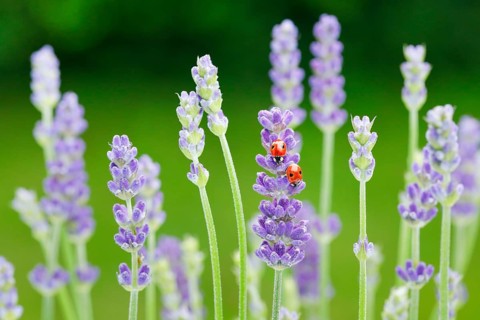 Two-spotted ladybird on lavender flower