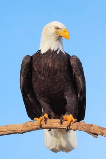 Bald eagle
