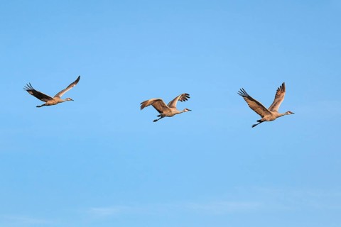 Sandhill crane