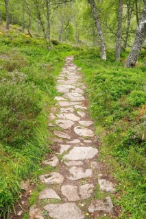 Footpath in birch forest