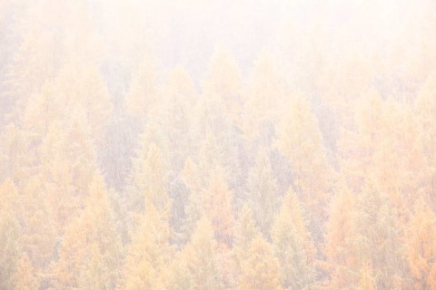 Larches