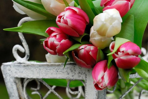 Ostrich tulips