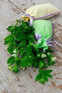 Real Galium odoratum