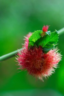 Mossyrose gall wasp