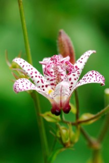 Toad Lily
