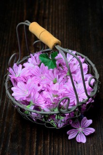 Common mallow