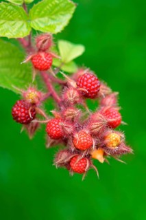 Japanese Wineberry