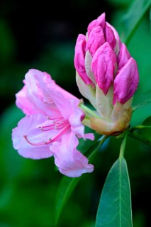 Pink Pearl' rising rhododendron flower
