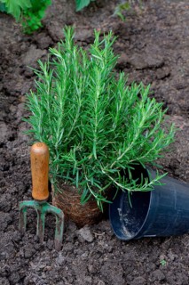 Rosemary