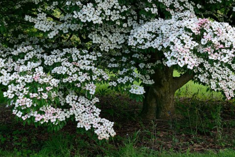 Chinese dogwood tree