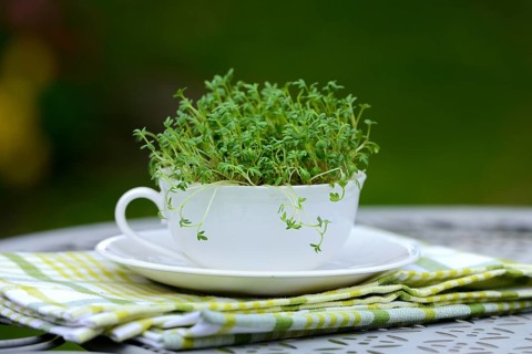 Garden cress