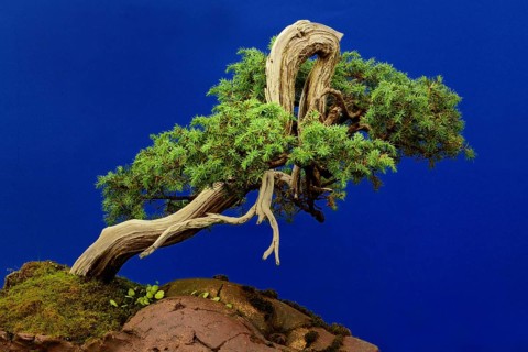 Temple Juniper