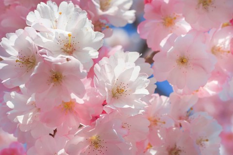 Ornamental cherry blossom in spring