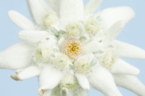 Alpine Edelweiss