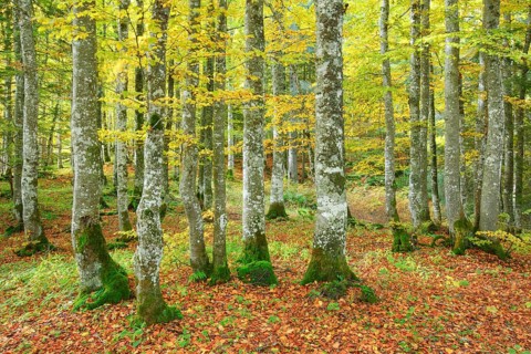 Beech forest in autumn