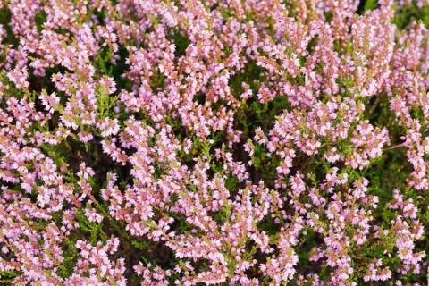 Heather