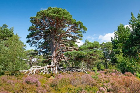 Scots pine